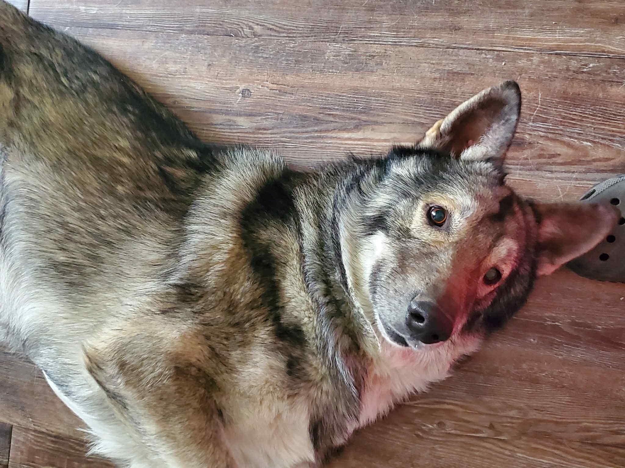 Enlarge Coyote, an adopted mixed breed in Salem, NH image 4/4