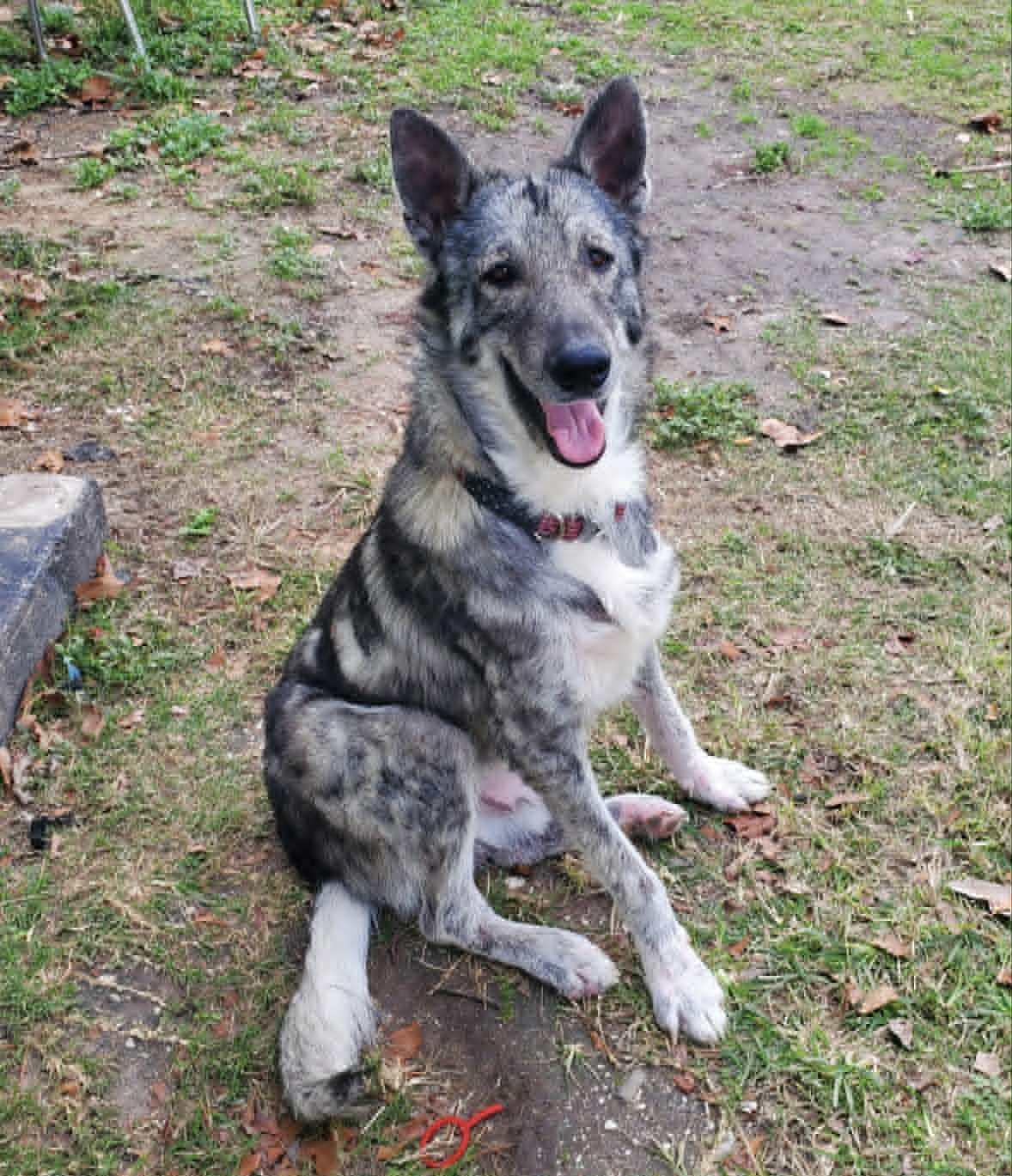 Enlarge Coyote, an adopted mixed breed in Salem, NH image 1/4