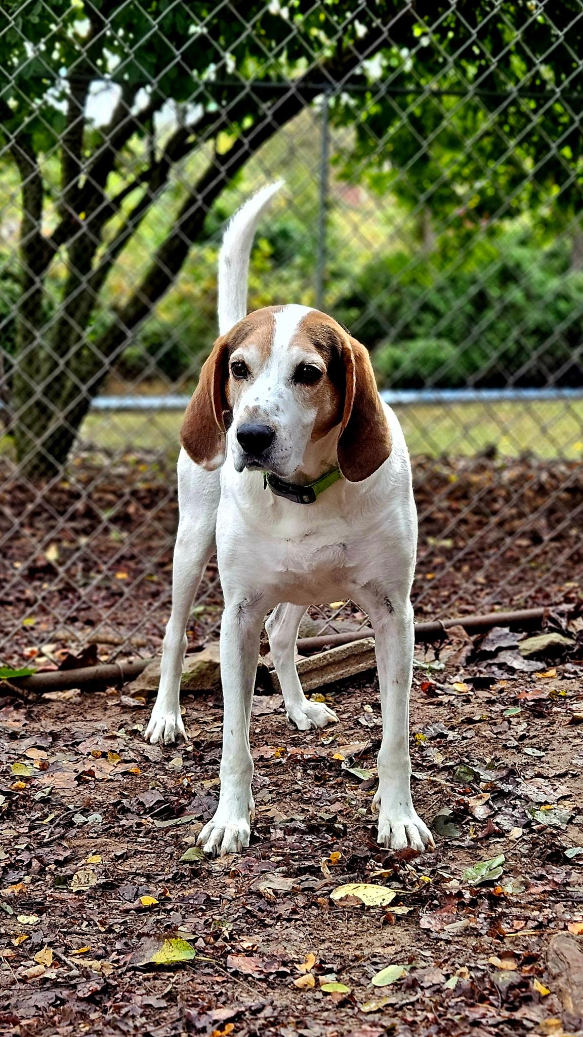 Beau, a Adoptable Treeing Walker Coonhound in Dillsburg, PA image 1/6