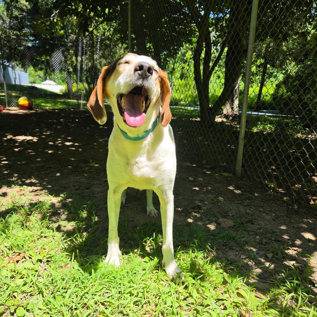 Enlarge Beau ON HOLD UNTIL END OF SEPT., a Adoptable Treeing Walker Coonhound in Dillsburg, PA image 4/6
