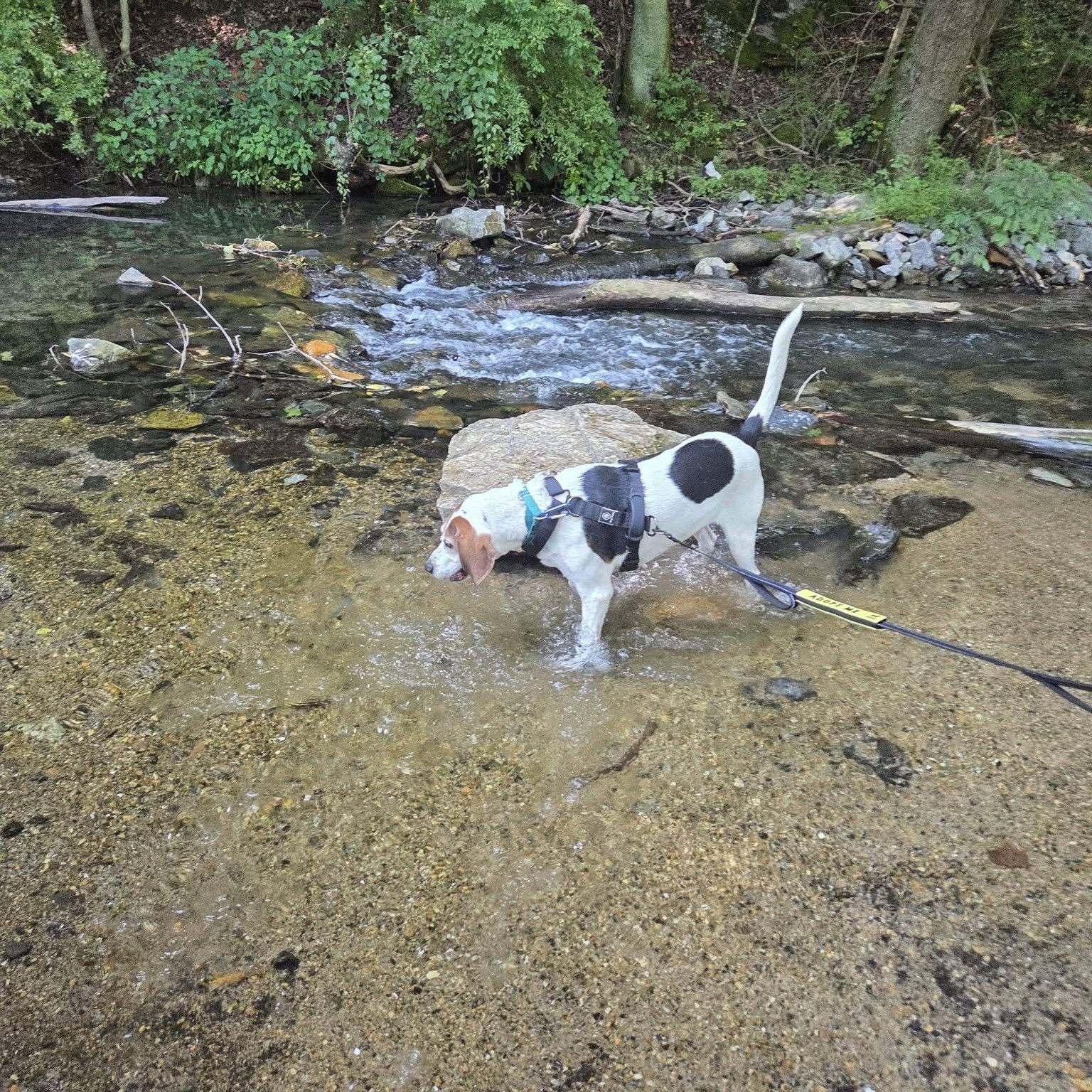 Enlarge Beau ON HOLD UNTIL END OF SEPT., a Adoptable Treeing Walker Coonhound in Dillsburg, PA image 6/6