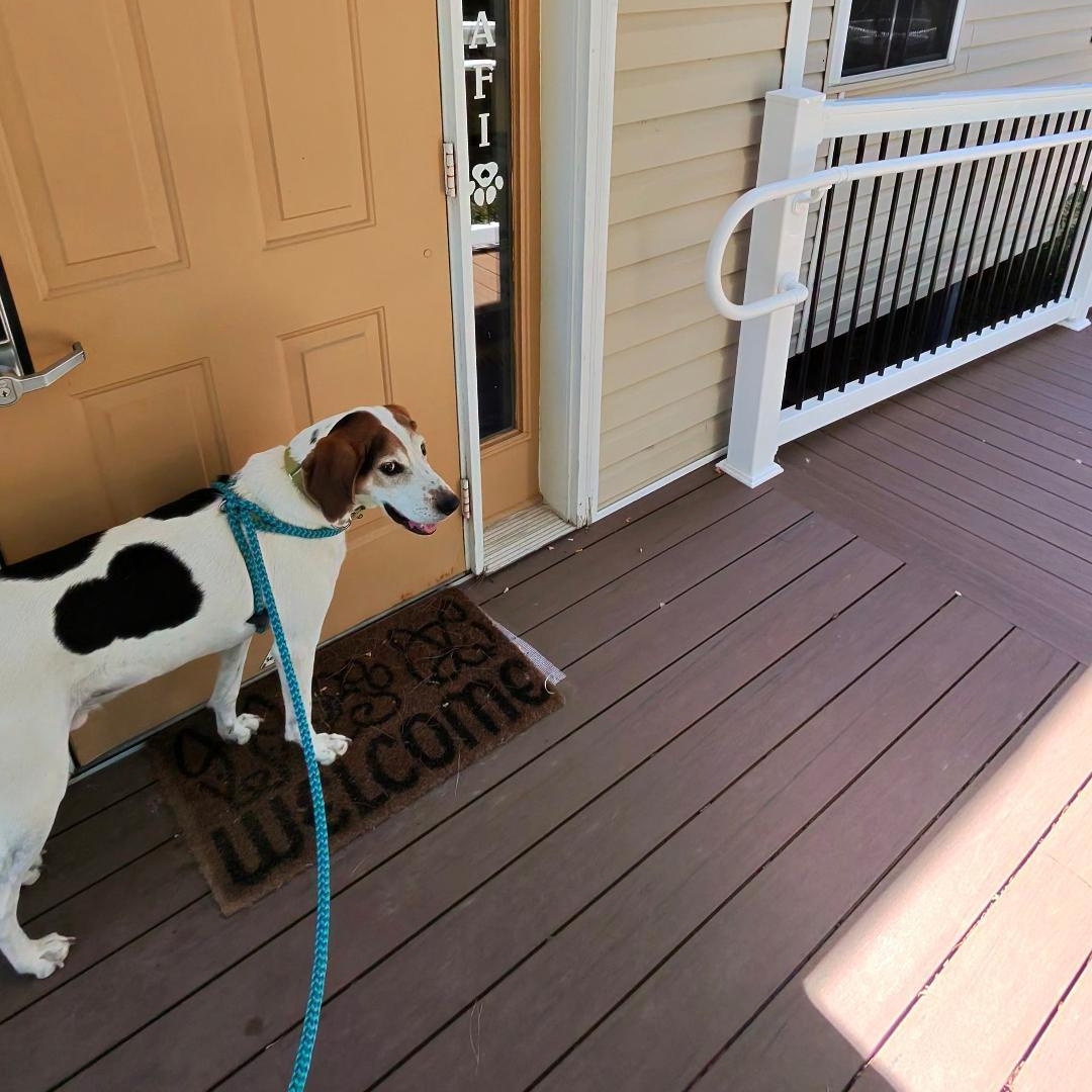 Enlarge Beau ON HOLD UNTIL END OF SEPT., a Adoptable Treeing Walker Coonhound in Dillsburg, PA image 5/6