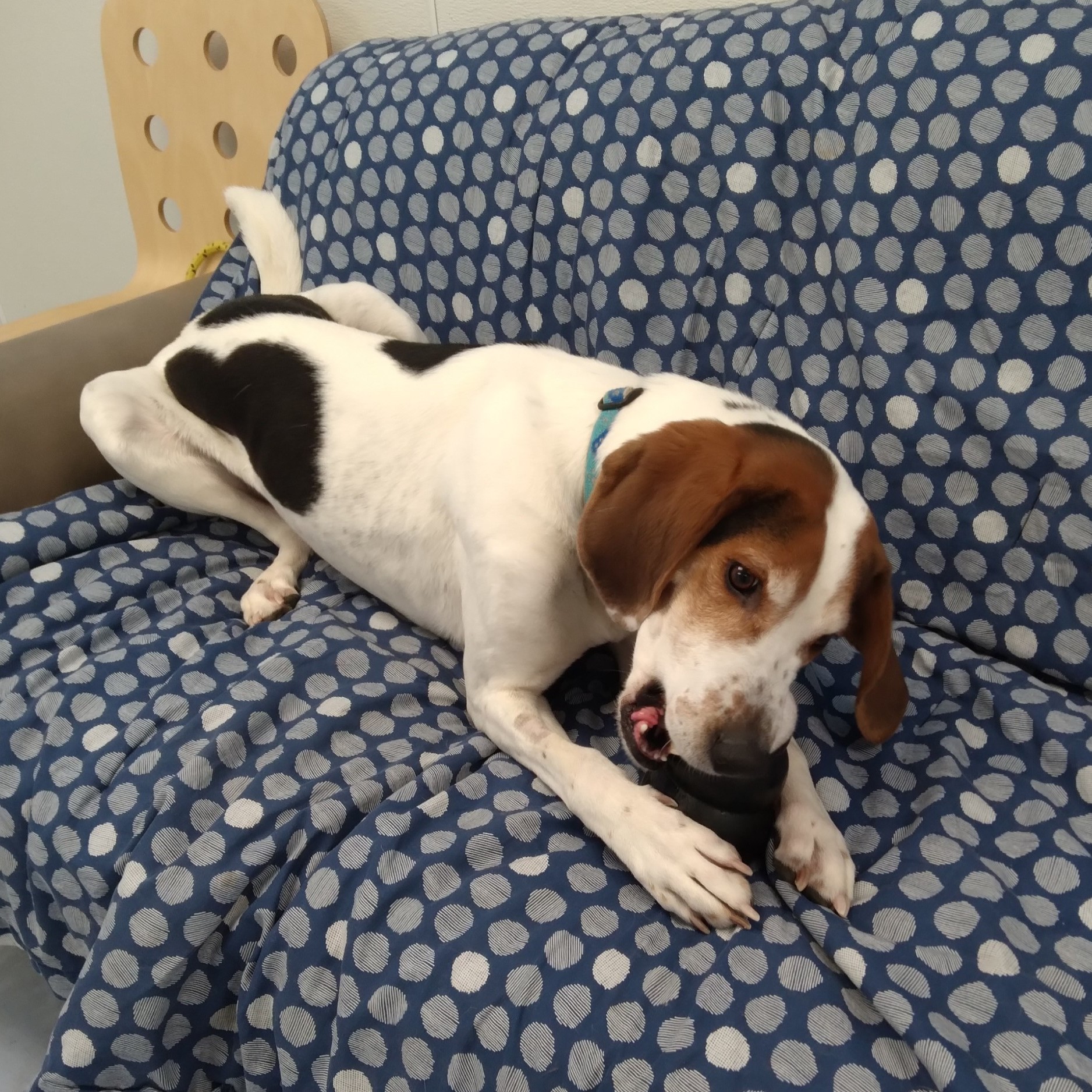 Beau, a Adoptable Treeing Walker Coonhound in Dillsburg, PA image 6/6