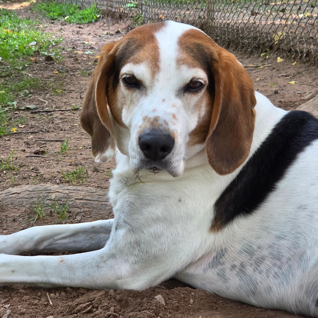 Enlarge Beau ON HOLD UNTIL END OF SEPT., a Adoptable Treeing Walker Coonhound in Dillsburg, PA image 3/6