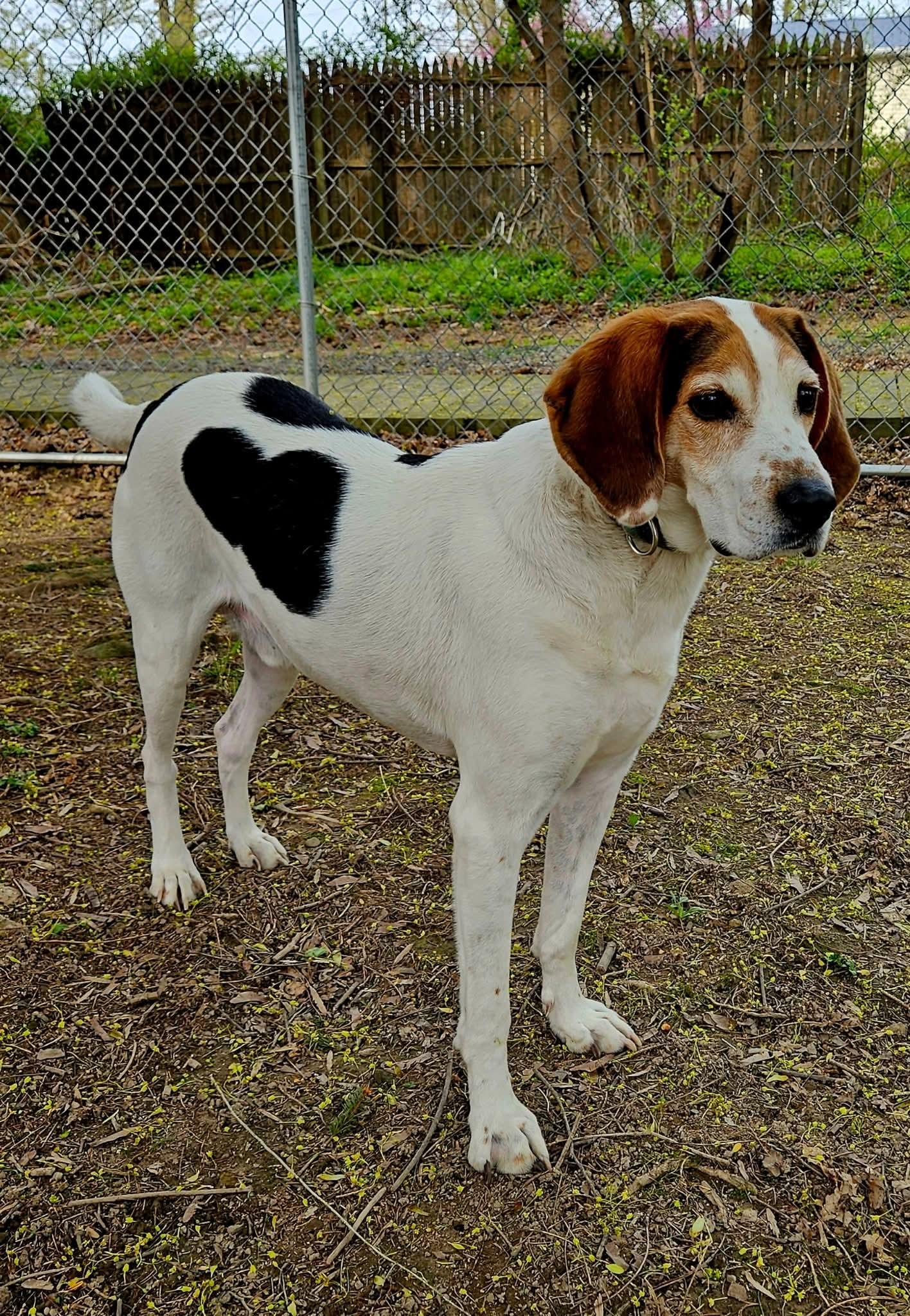 Beau, a Adoptable Treeing Walker Coonhound in Dillsburg, PA image 2/6