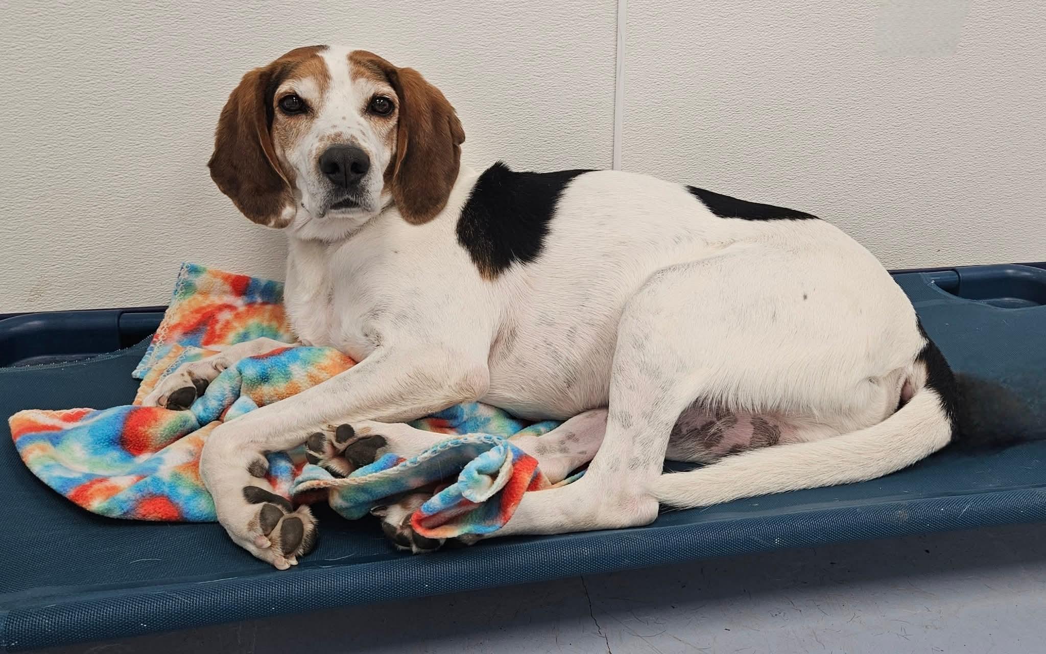Beau, a Adoptable Treeing Walker Coonhound in Dillsburg, PA image 3/6