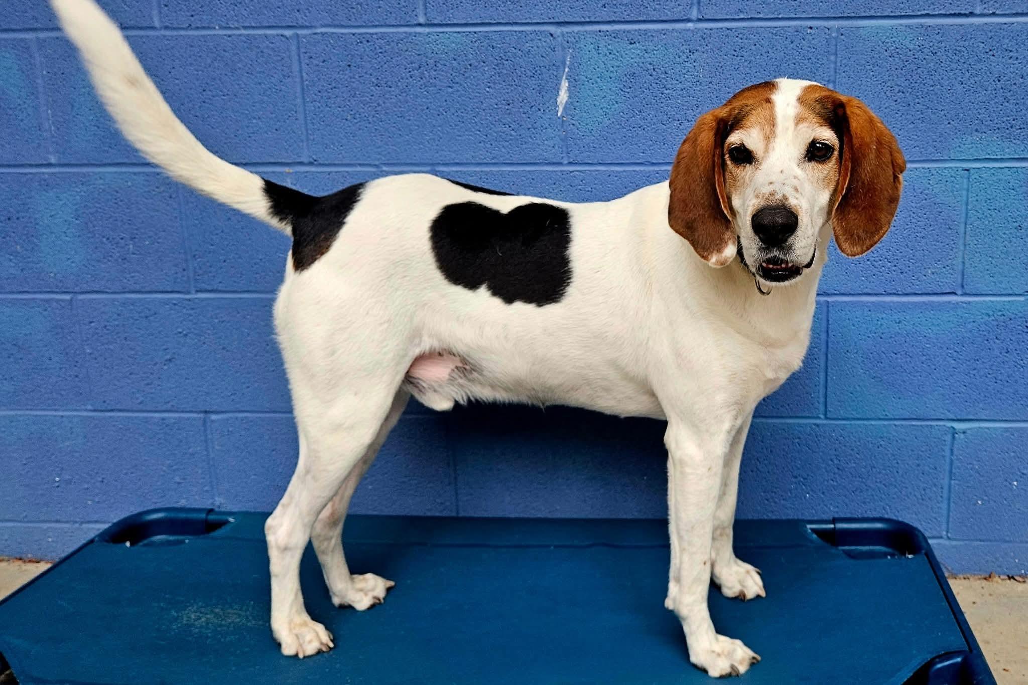 Beau, a Adoptable Treeing Walker Coonhound in Dillsburg, PA image 4/6