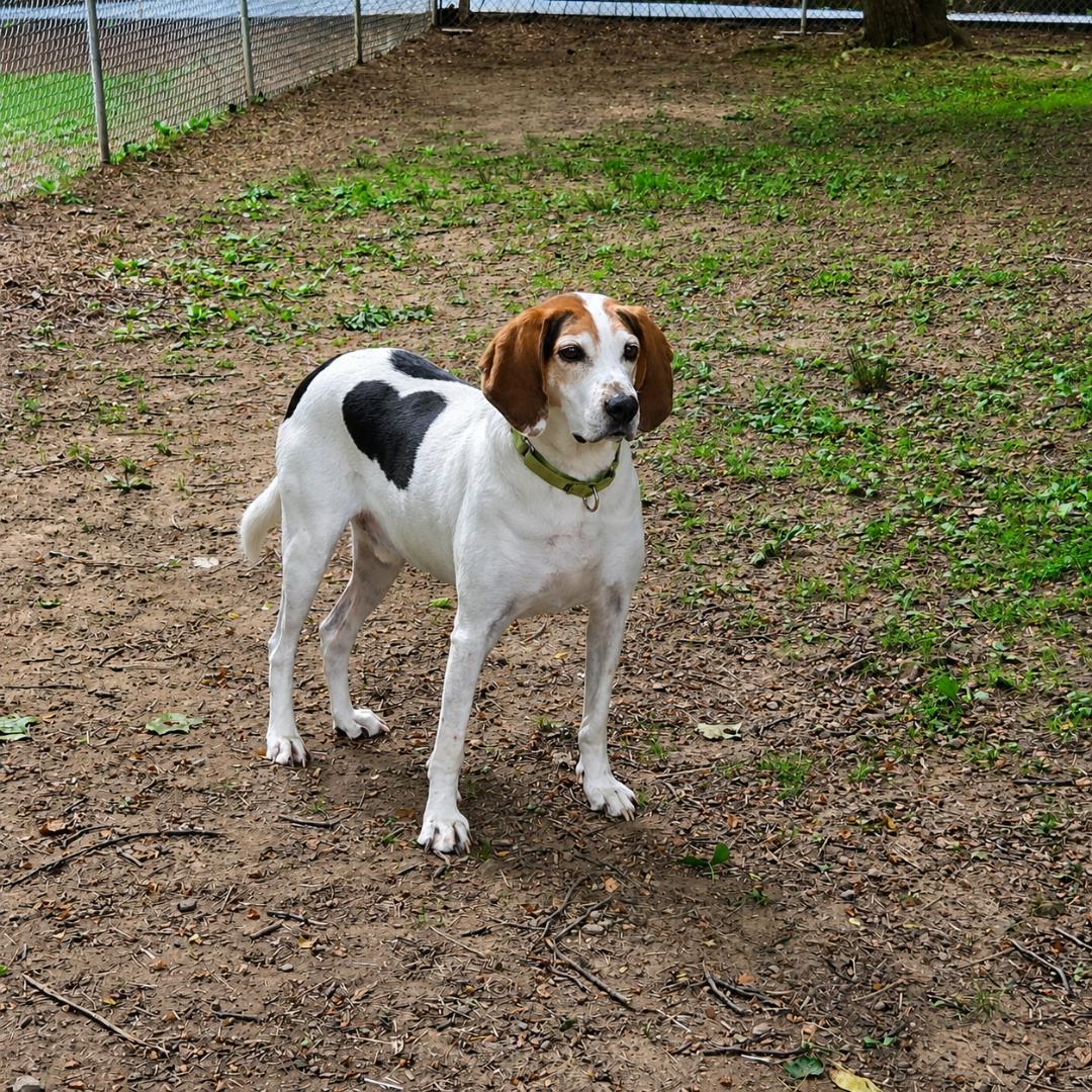 Beau, a Adoptable Treeing Walker Coonhound in Dillsburg, PA image 3/6