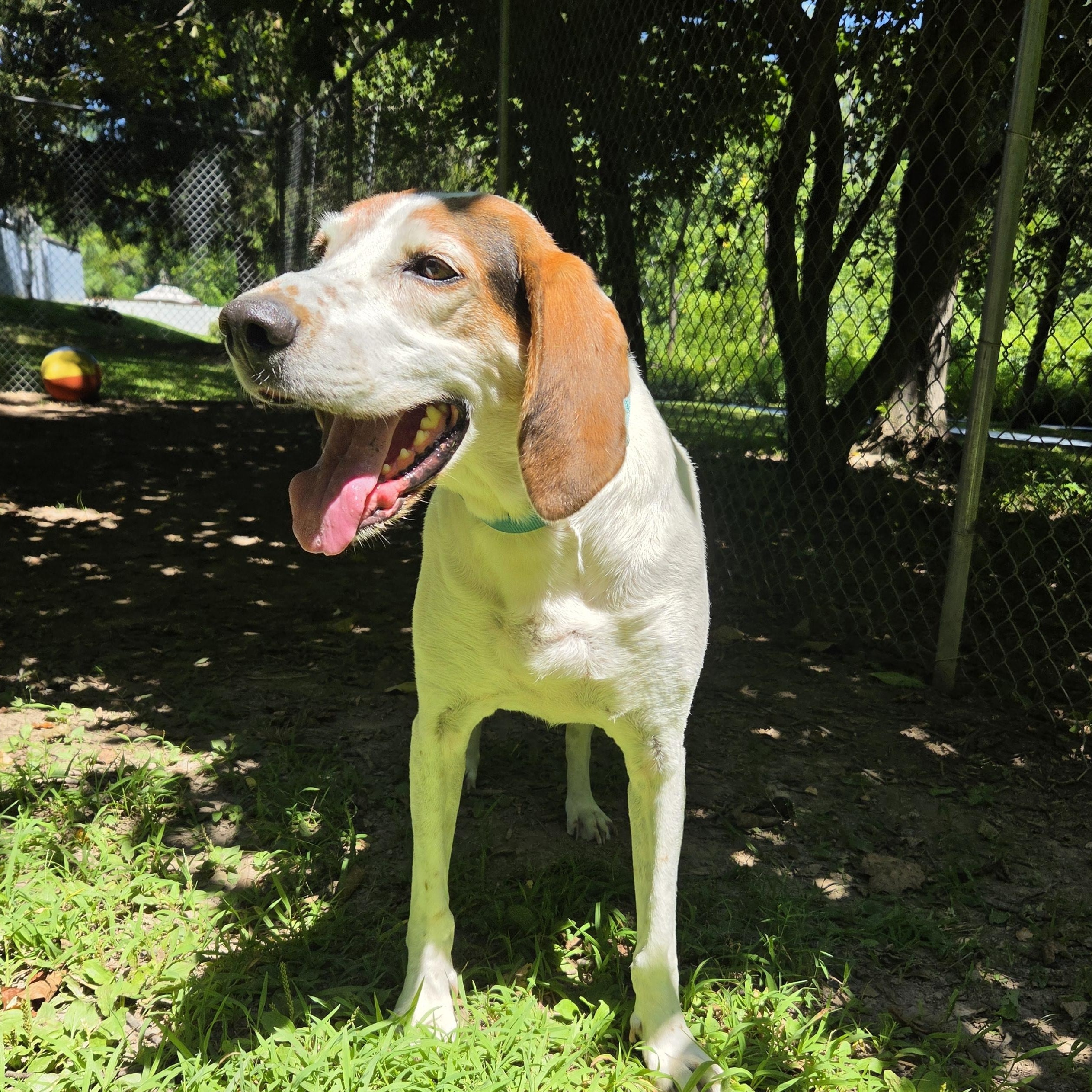 Beau ON HOLD UNTIL END OF SEPT., Adoptable, Adult Male Treeing Walker Coonhound.