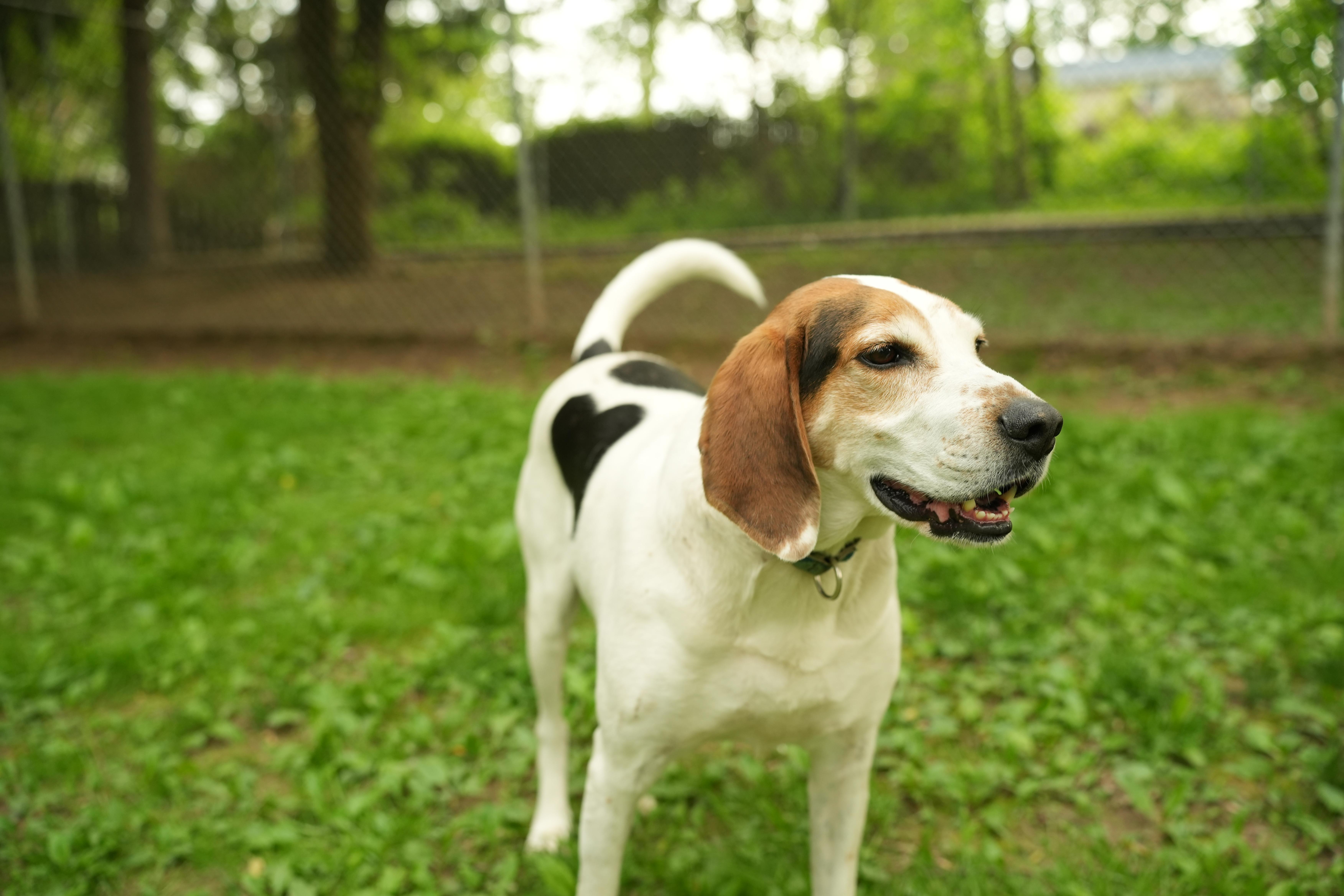 Beau, Adult Male Treeing Walker Coonhound