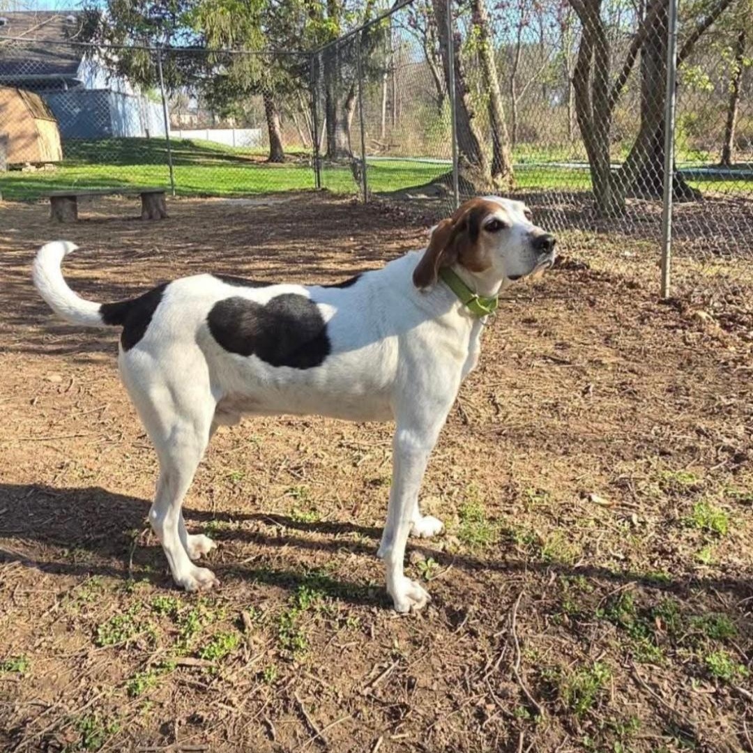 Enlarge Beau ON HOLD UNTIL END OF SEPT., a Adoptable Treeing Walker Coonhound in Dillsburg, PA image 2/6