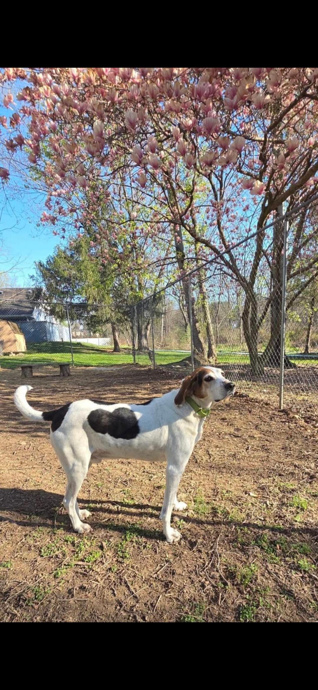 Beau, a Adoptable Treeing Walker Coonhound in Dillsburg, PA image 2/6