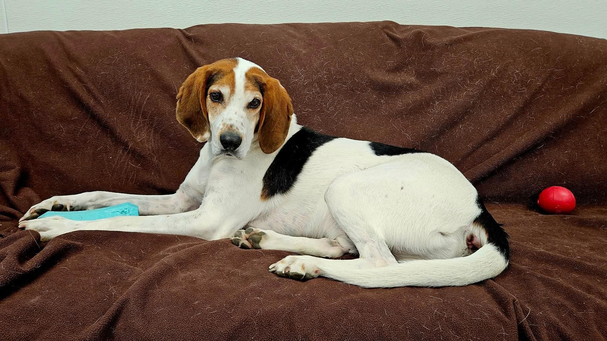 Beau, a Adoptable Treeing Walker Coonhound in Dillsburg, PA image 5/6