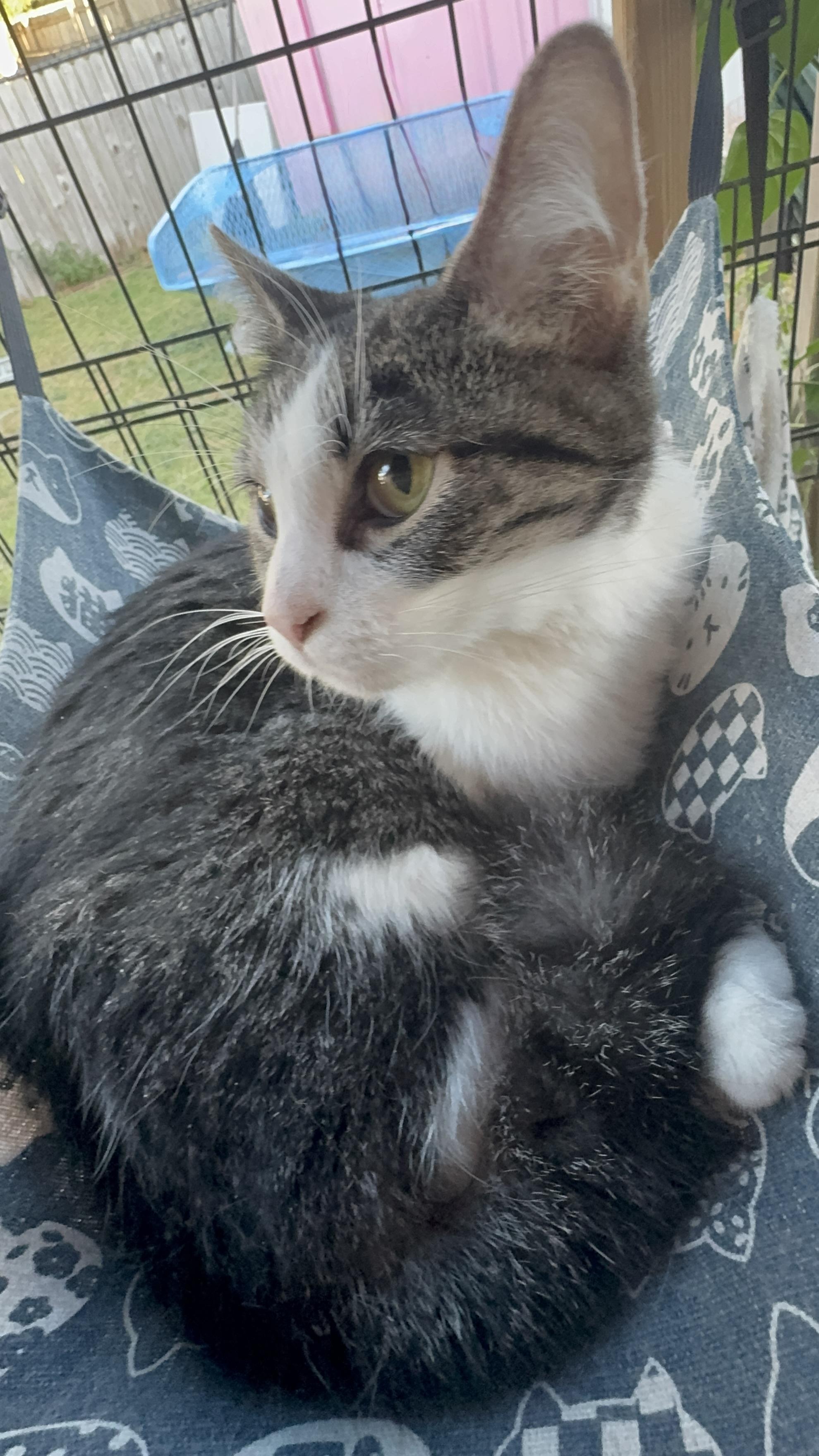 Baby Sue, Adoptable, Young Female Domestic Short Hair.