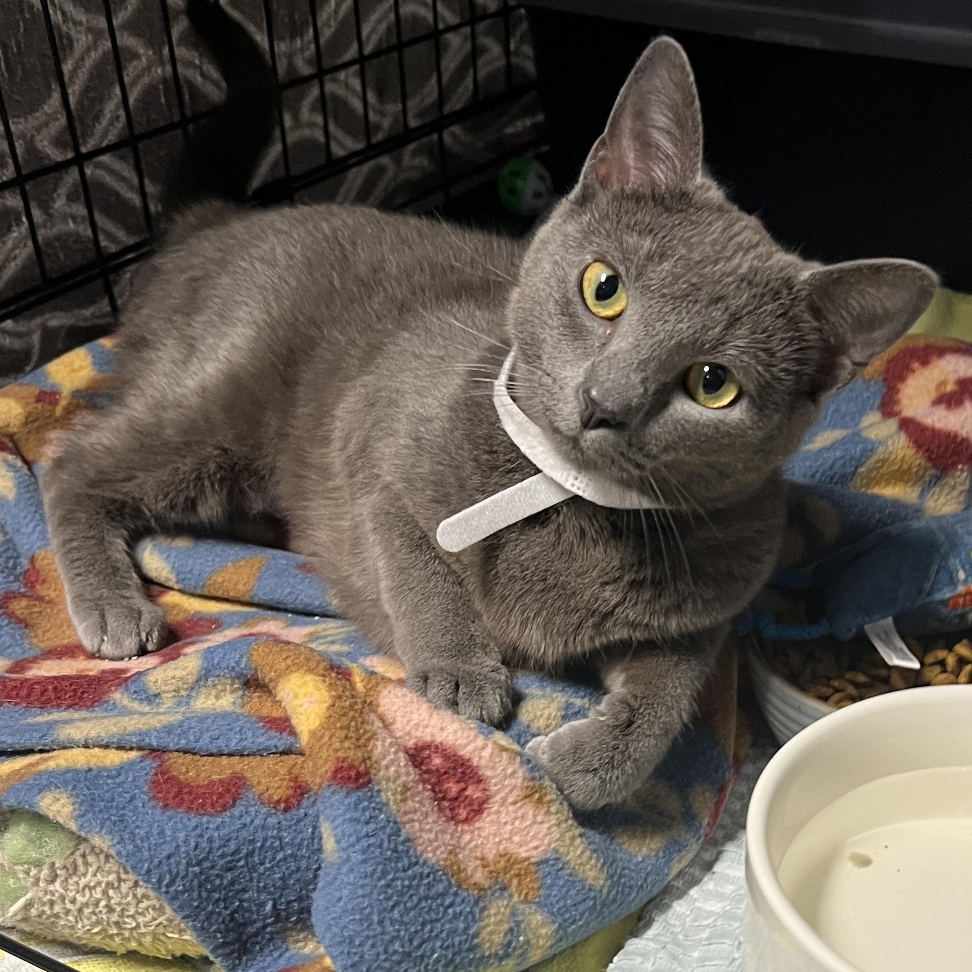 Carrie, adopted, Young Female Domestic Short Hair.