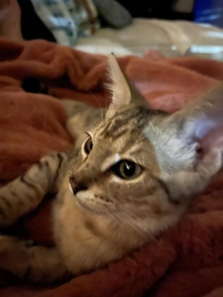 Billy — thumbnail 4