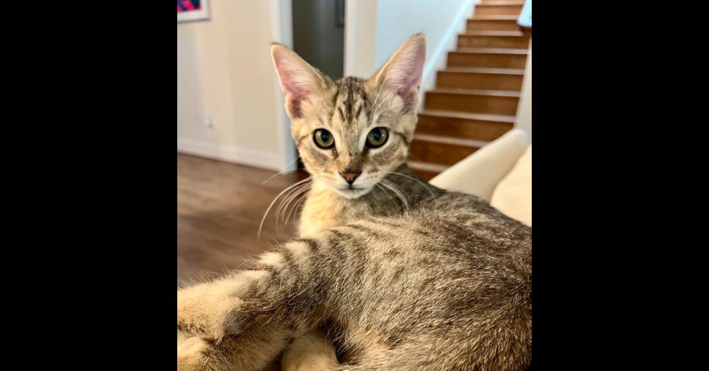 Billy — thumbnail 6