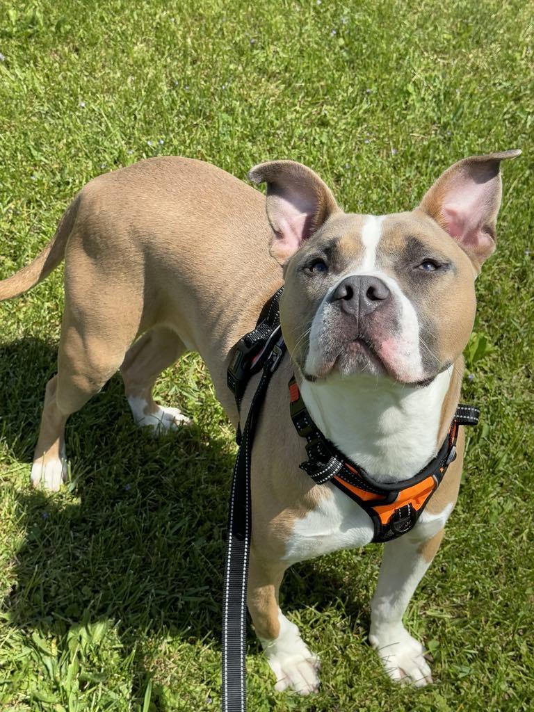 Toby, an adoptable Boxer in Janesville, WI, 53545 | Photo Image 3