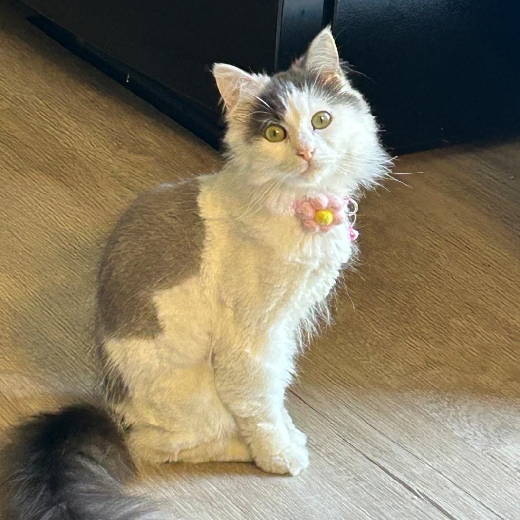 SNUGGLES, a ADOPTABLE Domestic Medium Hair in Schnecksville, PA image 1/4