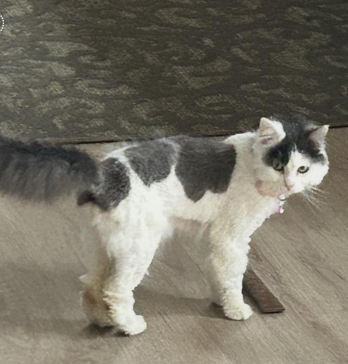 SNUGGLES, a ADOPTABLE Domestic Medium Hair in Schnecksville, PA image 2/4