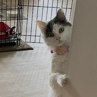 SNUGGLES, a ADOPTABLE Domestic Medium Hair in Schnecksville, PA image 3/4