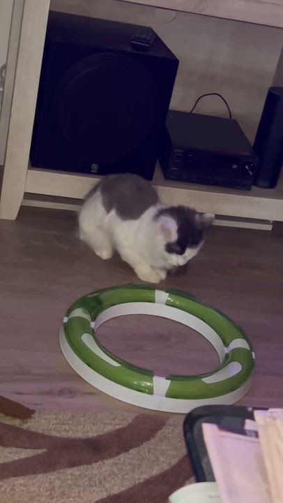 Enlarge SNUGGLES, a ADOPTABLE Domestic Medium Hair in Schnecksville, PA video 4/4