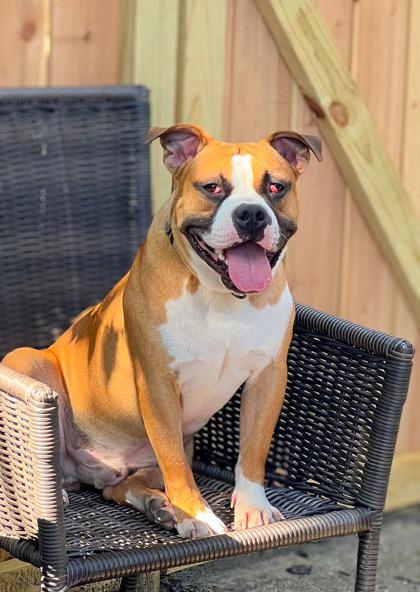 Enlarge Sideshow Bob, a Adoptable Mixed Breed in Miamitown, OH image 3/3