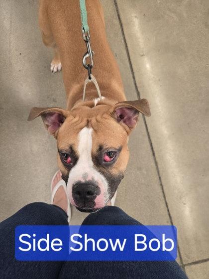Enlarge Sideshow Bob, a Adoptable Mixed Breed in Miamitown, OH image 2/3