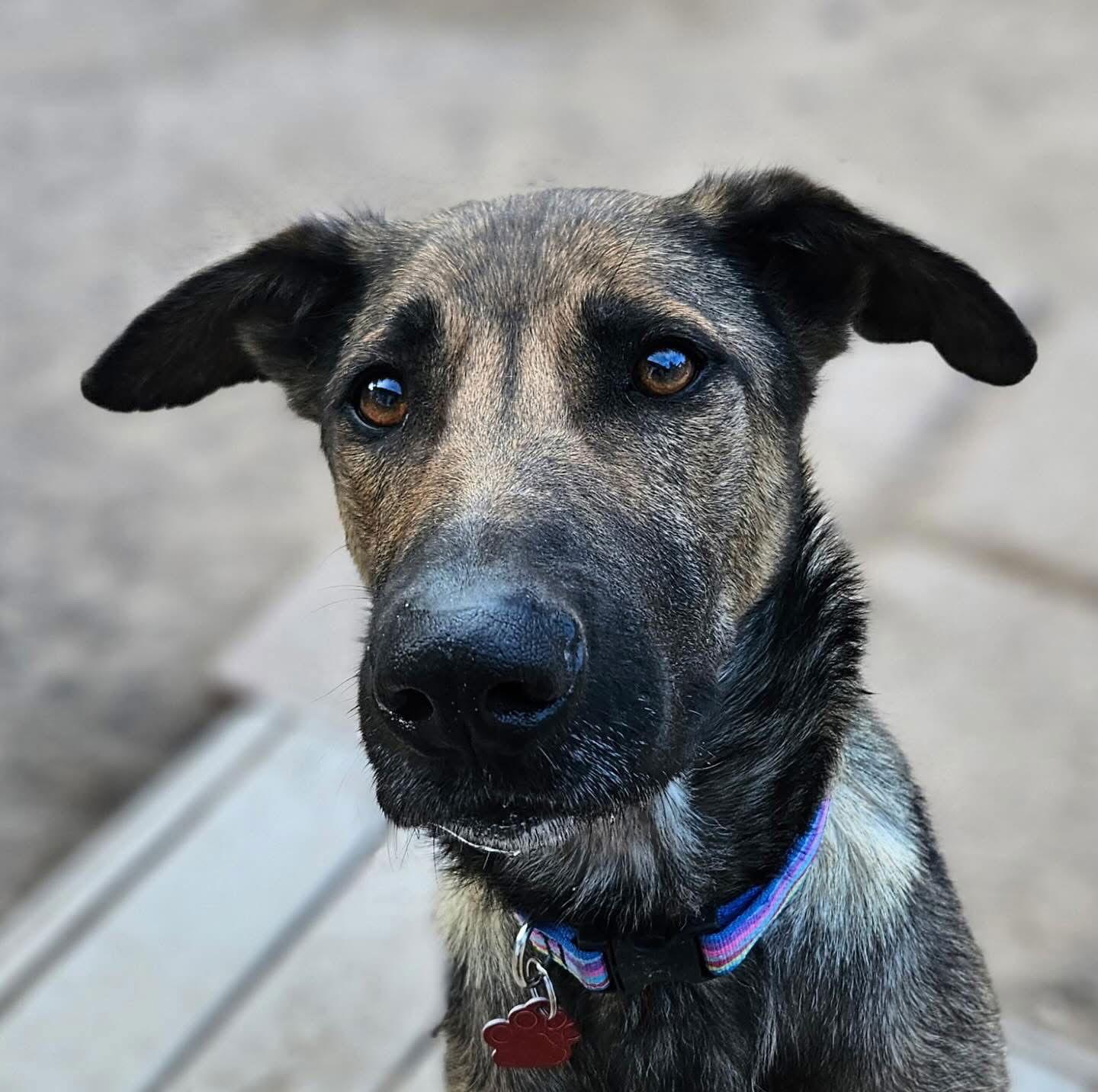(Cheese) Laki, Adoptable, Young Female German Shepherd Dog.