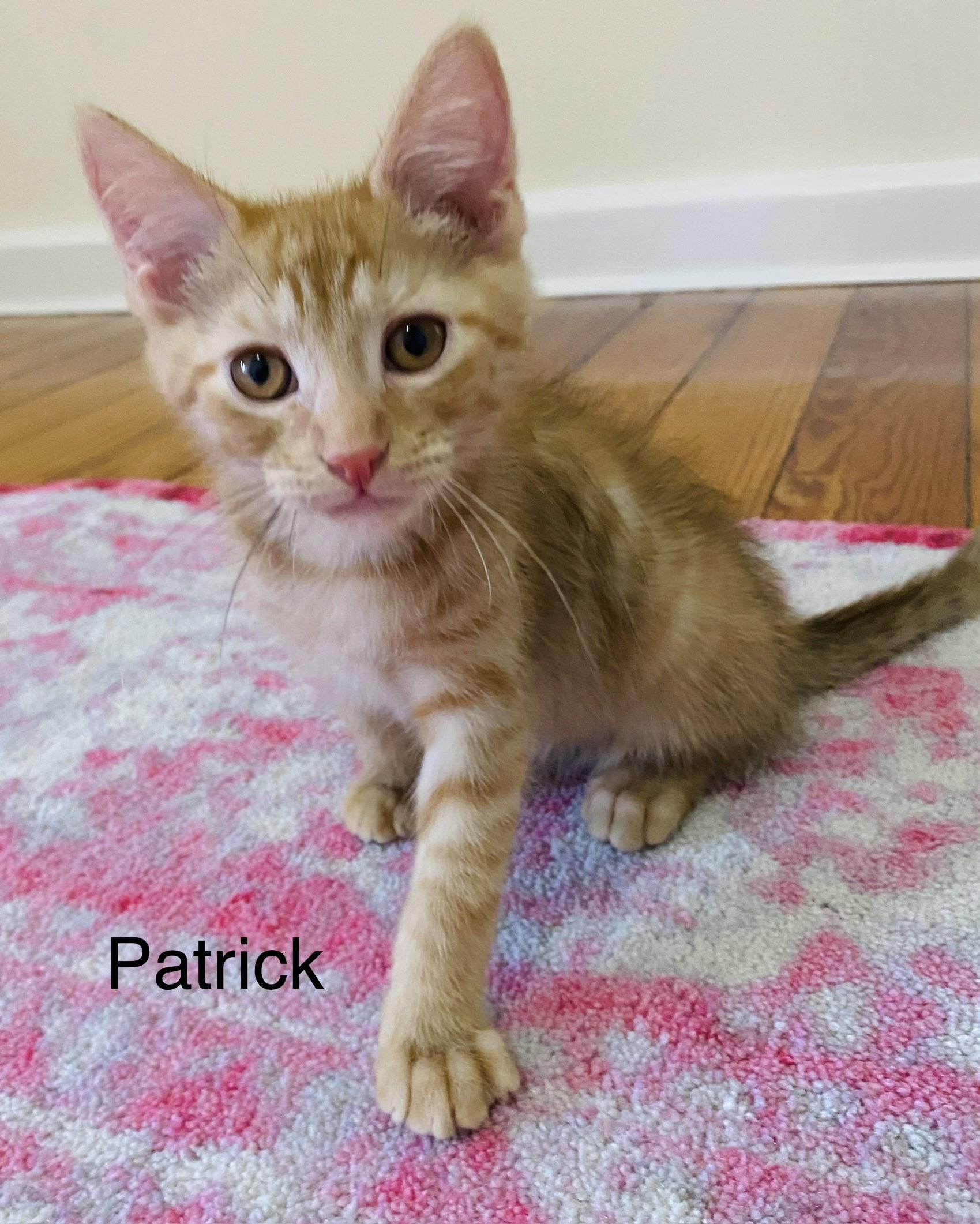 Patrick, Adoptable, Kitten Male Domestic Short Hair.