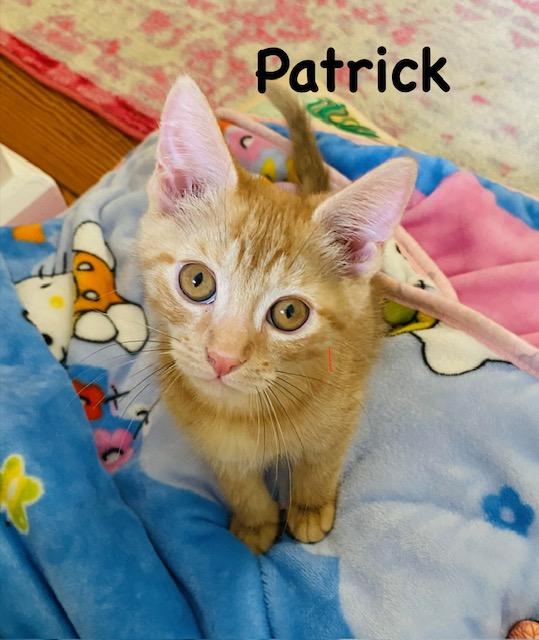 Enlarge Patrick, a Adoptable mixed breed in Annapolis, MD image 1/4