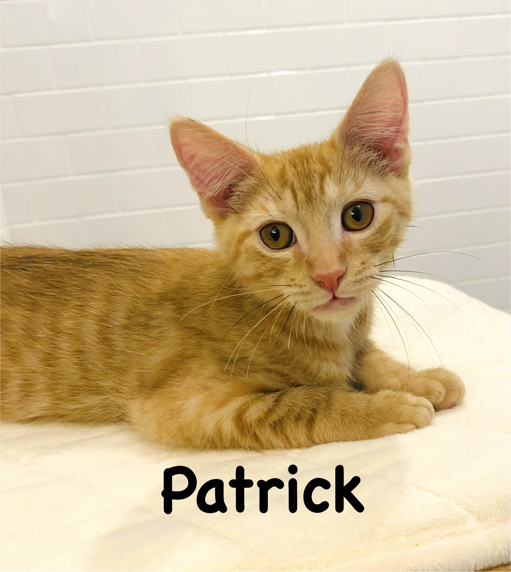 Enlarge Patrick, a Adoptable mixed breed in Annapolis, MD image 4/4