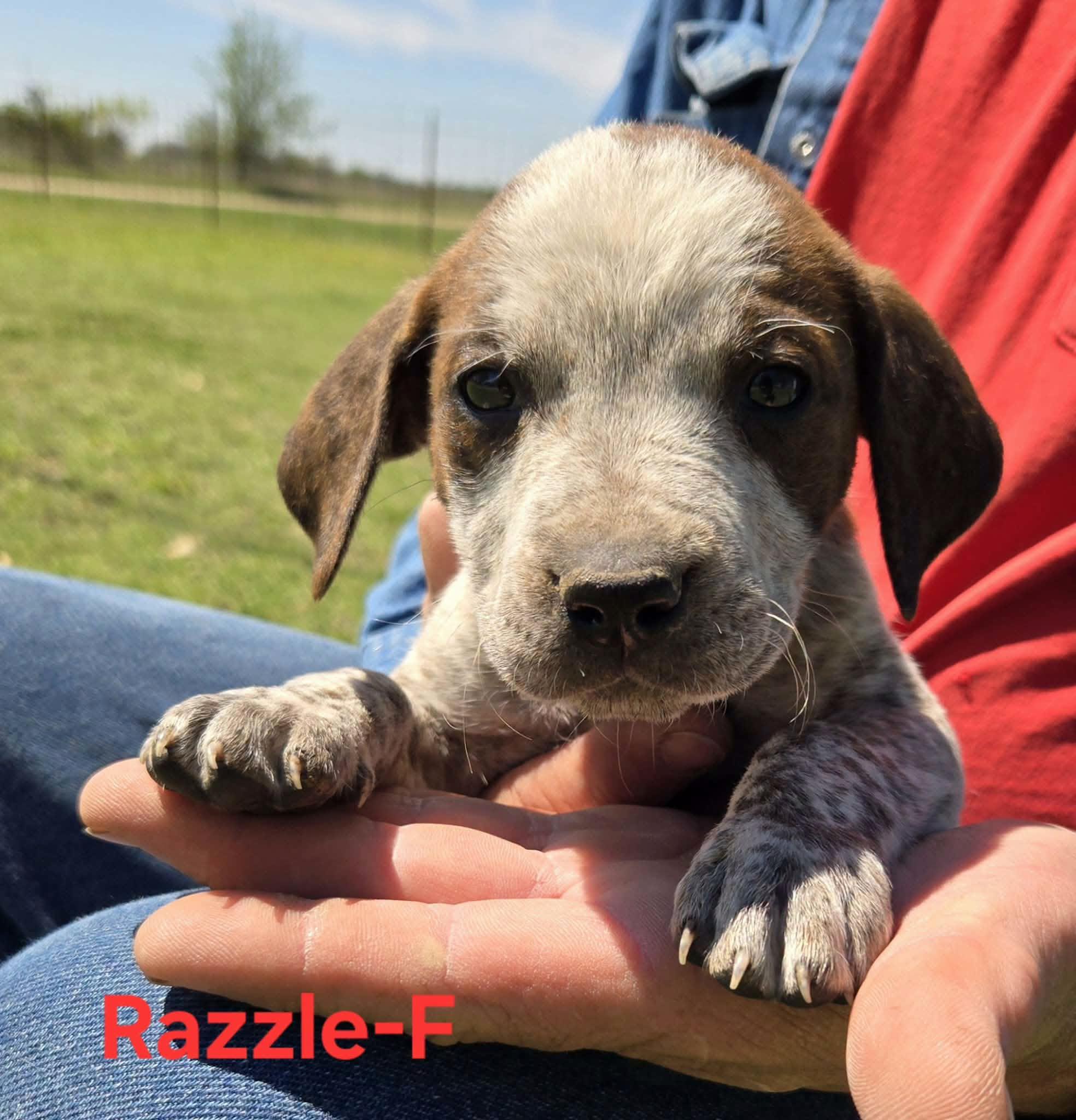Razzle, adopted, Puppy Female Cattle Dog.