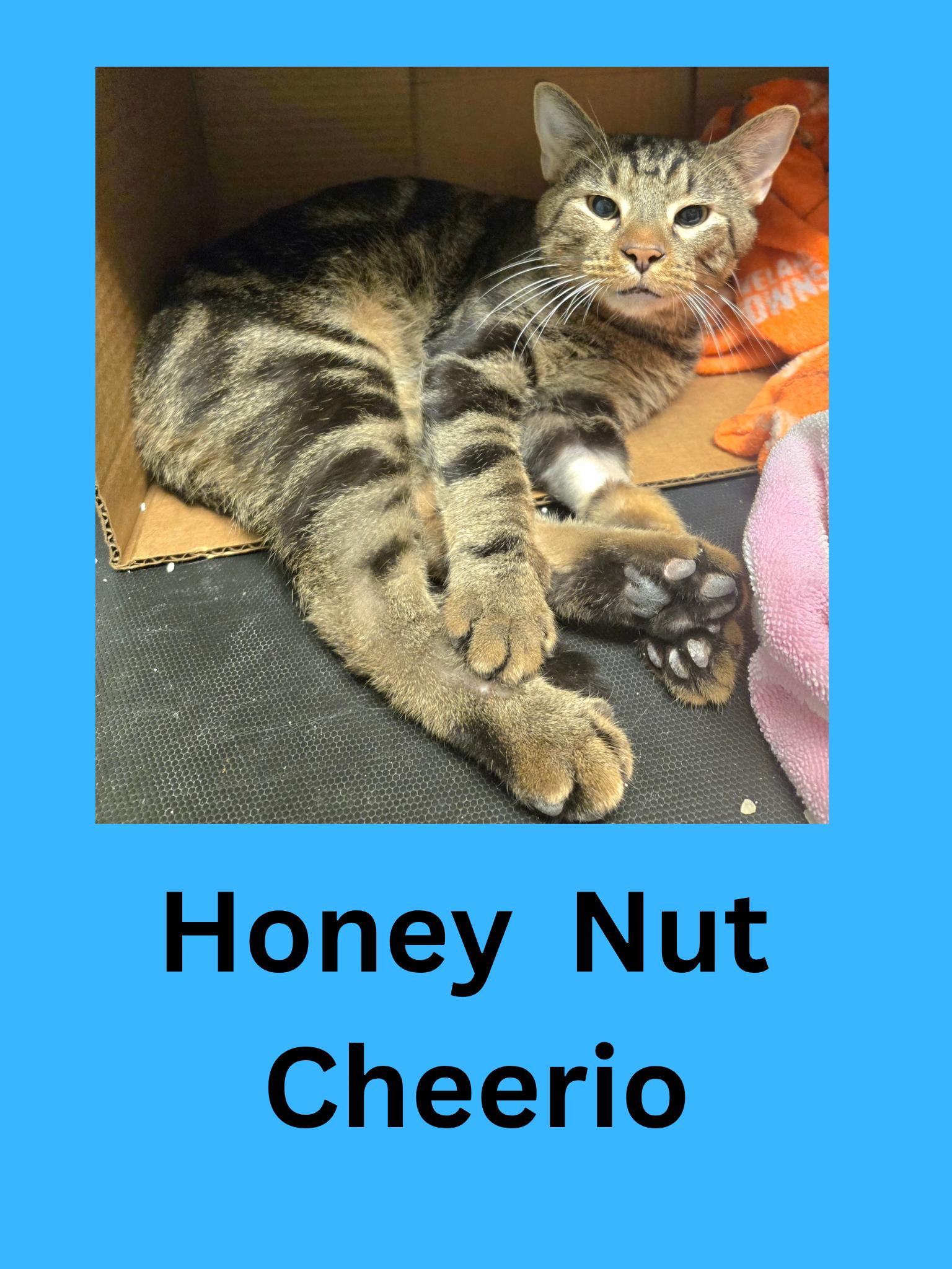 Honey Nut Cheerios, ADOPTABLE, Adult Male Domestic Short Hair.