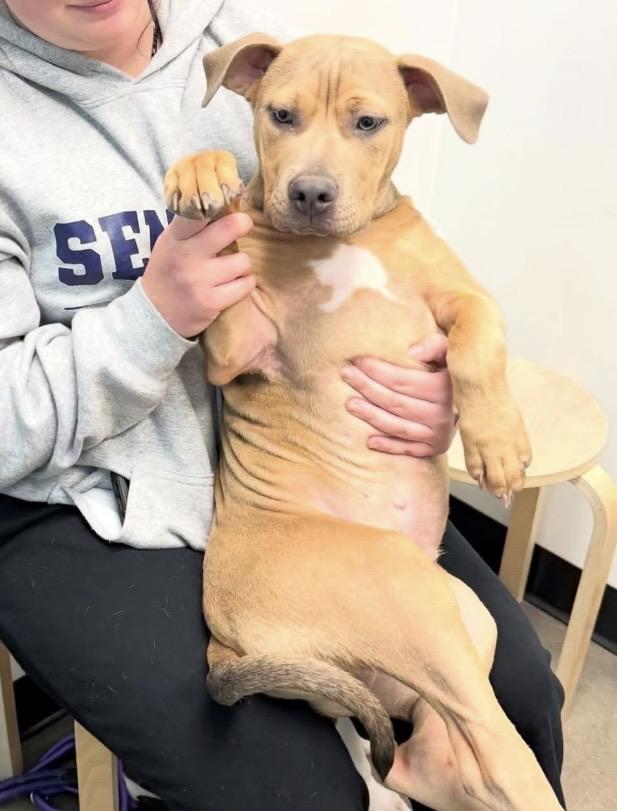 Lupin, a ADOPTABLE mixed breed in Philadelphia, PA image 2/6