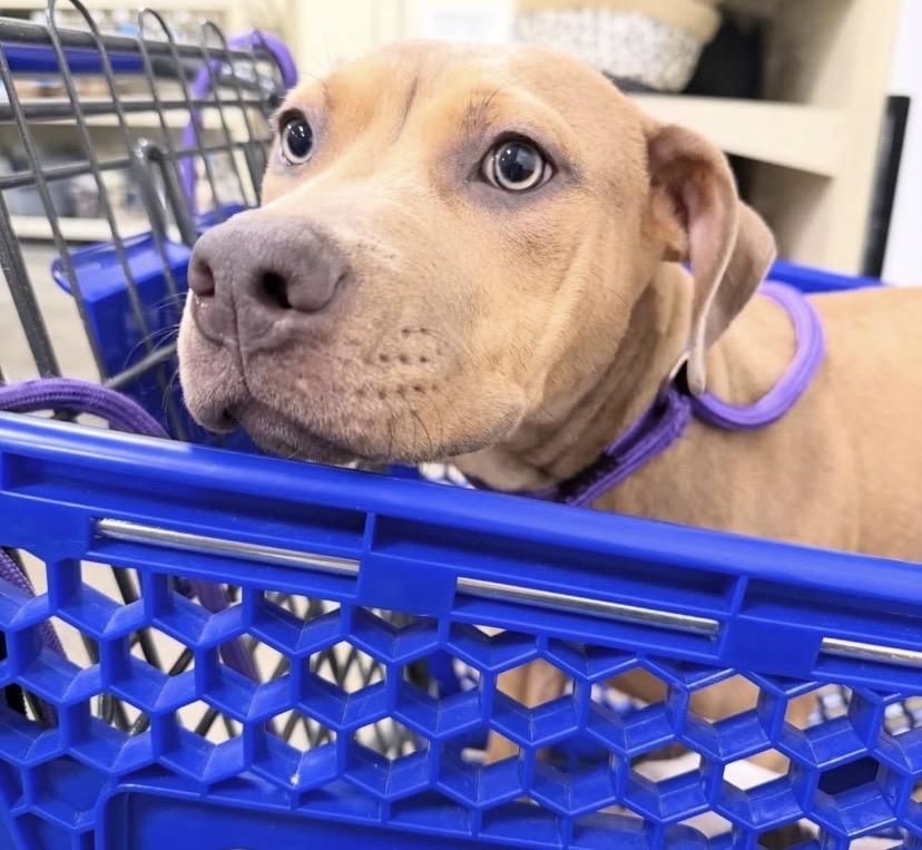 Lupin, a ADOPTABLE mixed breed in Philadelphia, PA image 5/6