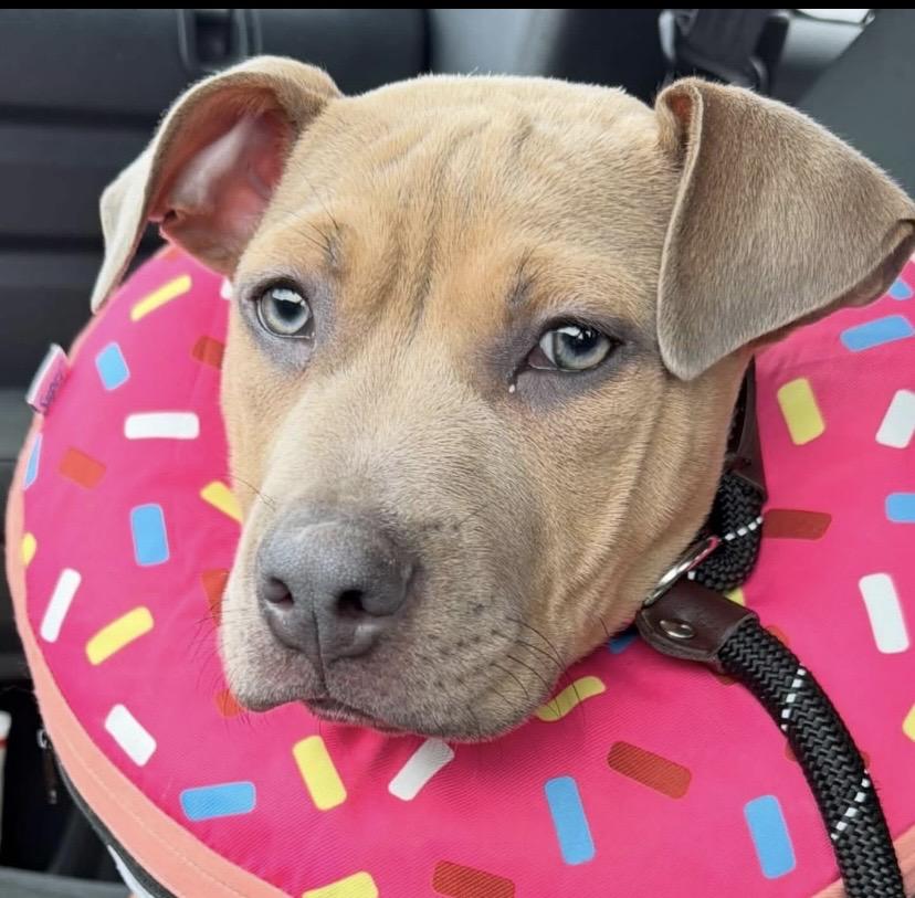 Lupin, a ADOPTABLE mixed breed in Philadelphia, PA image 3/6