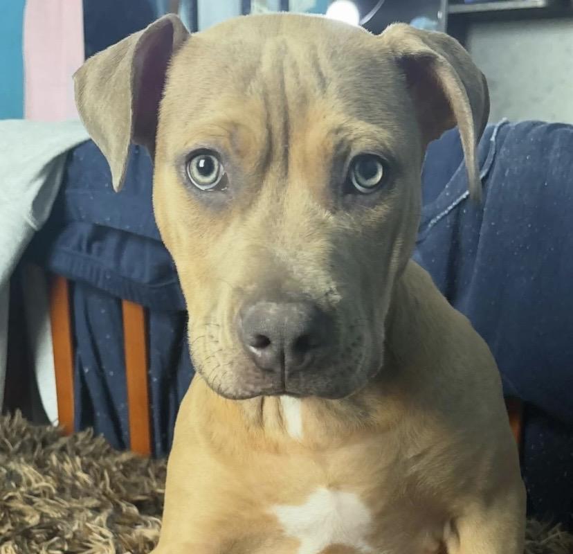 Lupin, ADOPTABLE, Puppy Male Pit Bull Terrier.