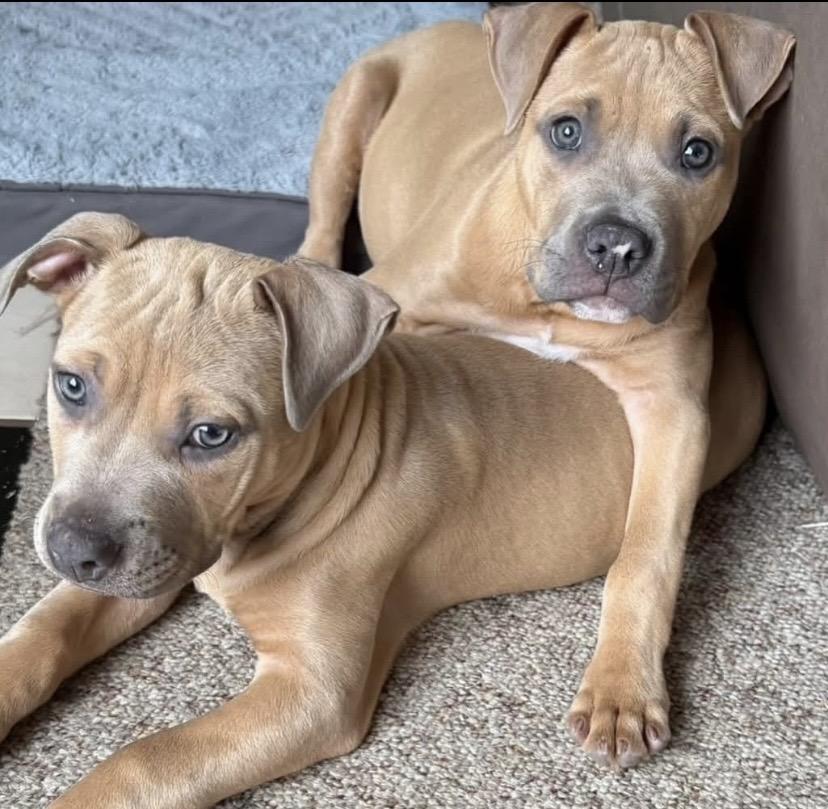 Lupin, a ADOPTABLE mixed breed in Philadelphia, PA image 4/6