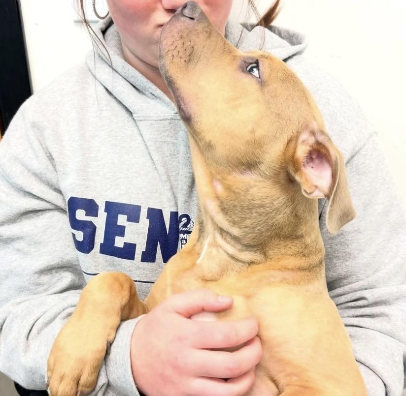 Lupin, a ADOPTABLE mixed breed in Philadelphia, PA image 6/6