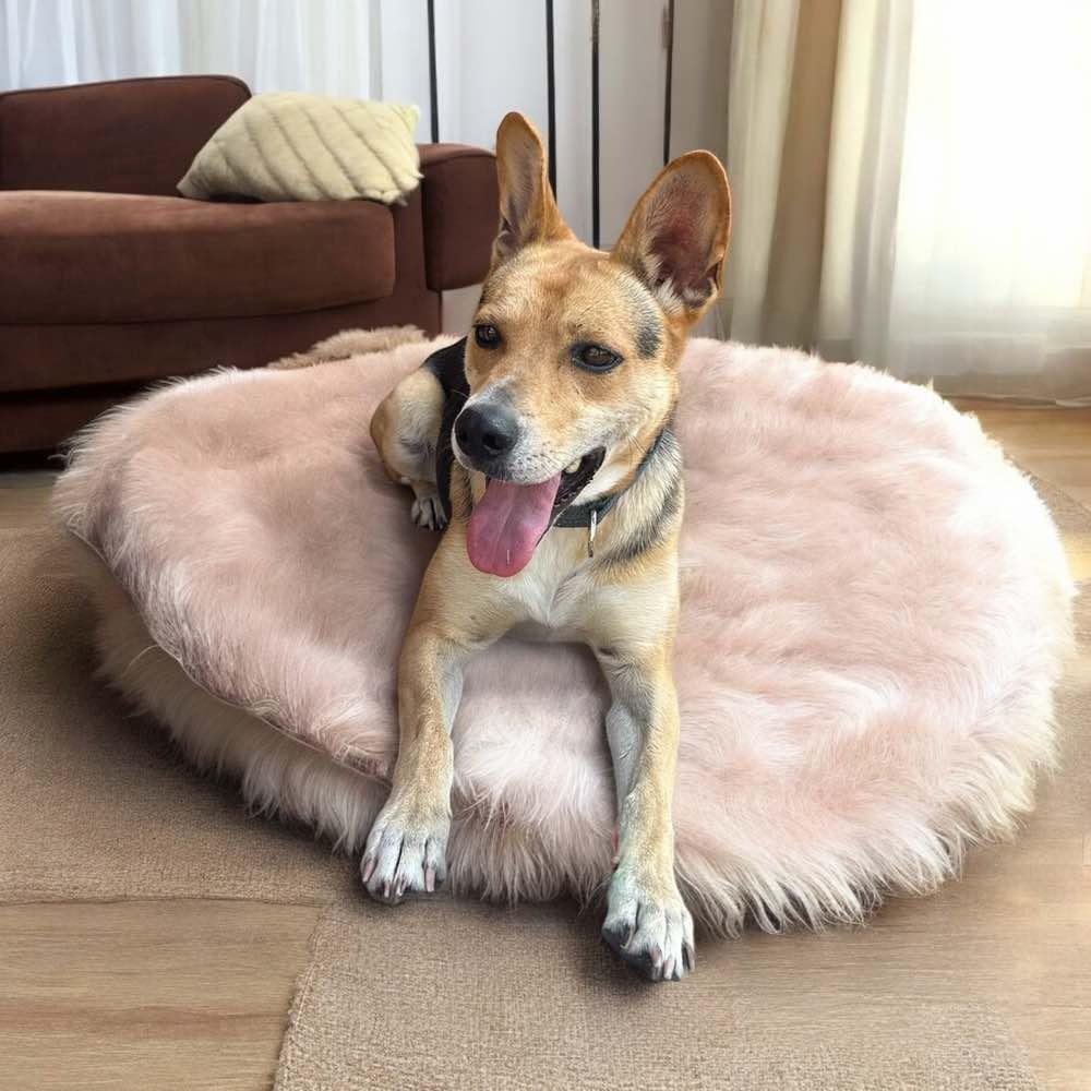 Enlarge Alani, a Adoptable mixed breed in Madison, WI image 3/6