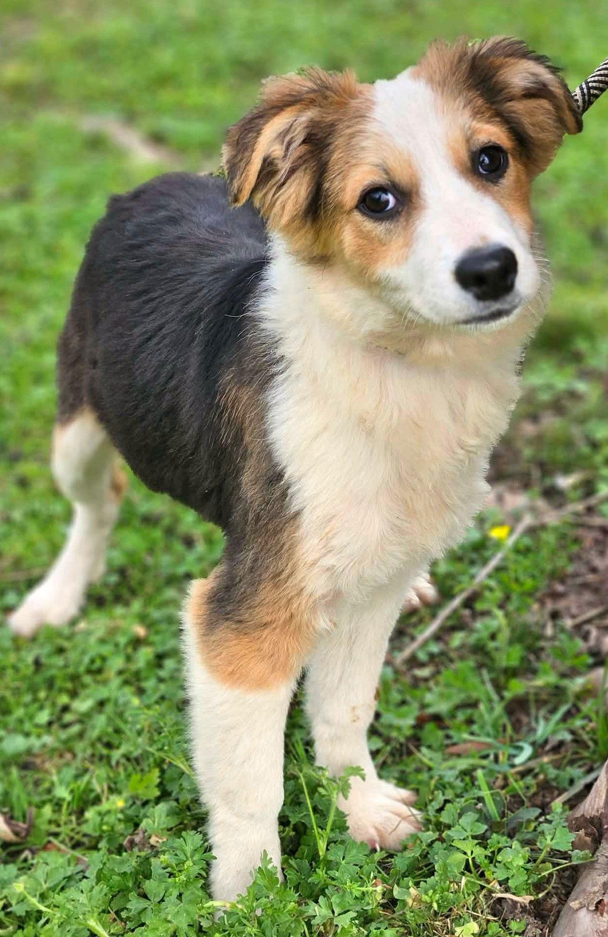 Flamingo AuJax — thumbnail 2