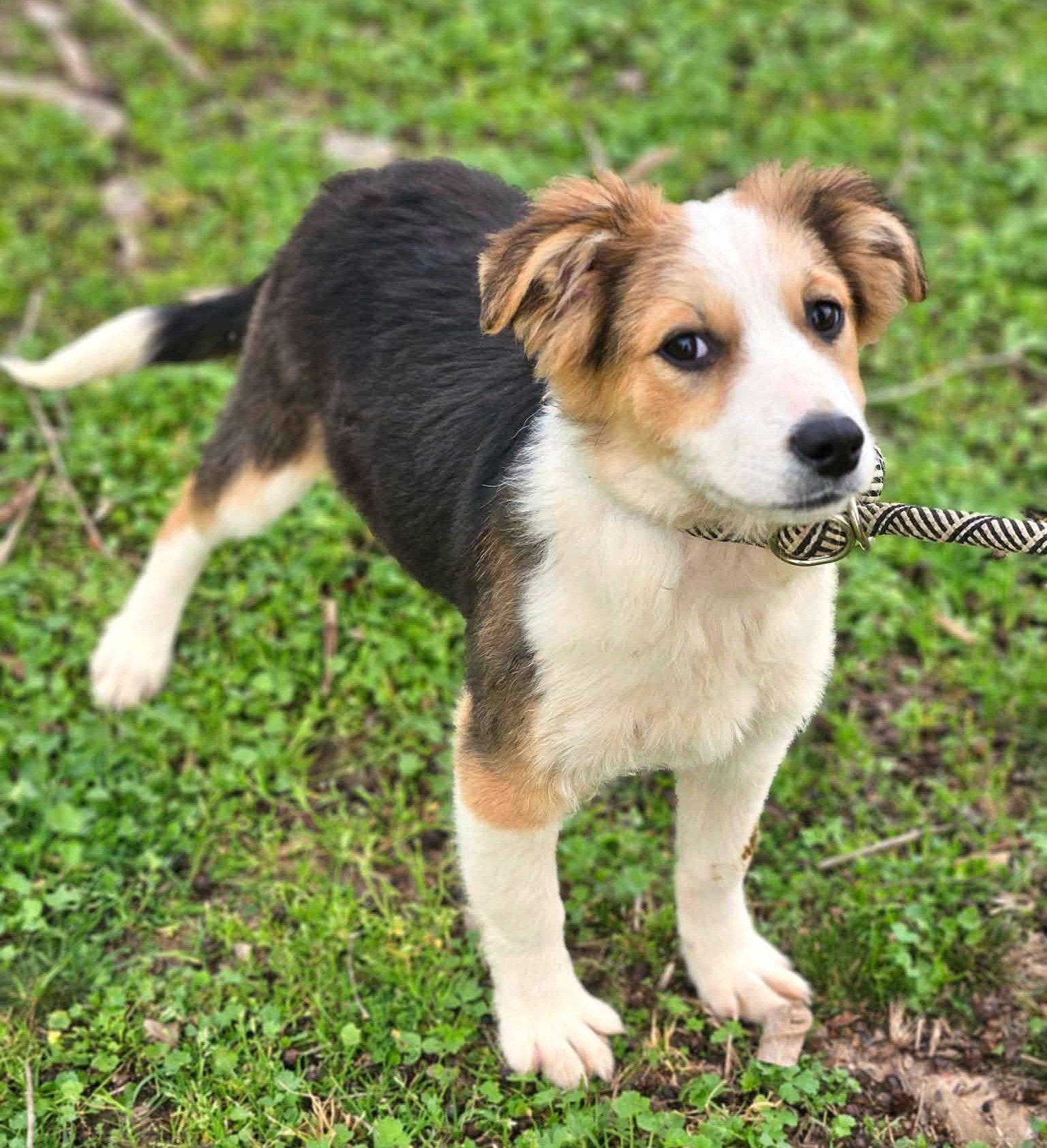 Flamingo AuJax — thumbnail 3