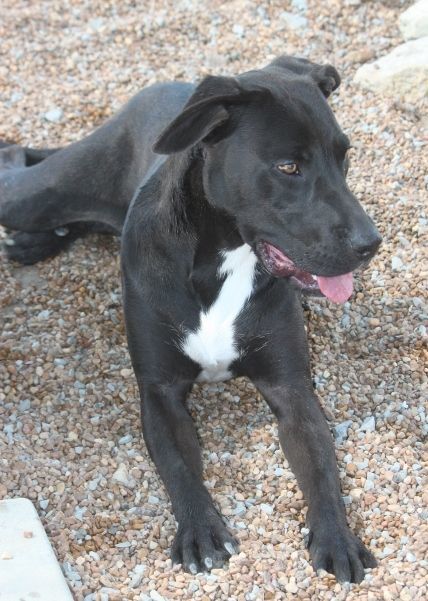 Enlarge Stanley, a Adoptable mixed breed in Wynne, AR image 1/8