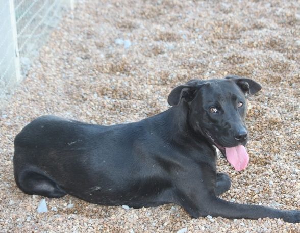 Enlarge Stanley, a Adoptable mixed breed in Wynne, AR image 2/8