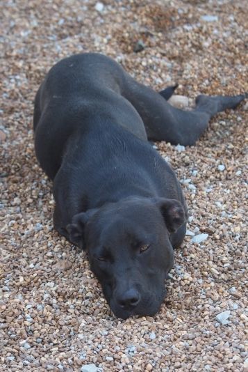 Enlarge Stanley, a Adoptable mixed breed in Wynne, AR image 3/8