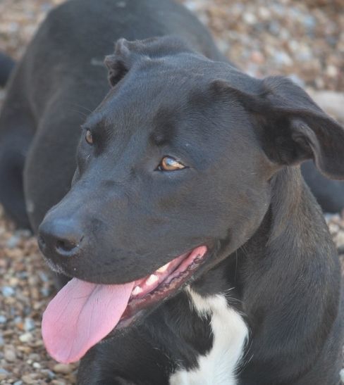 Enlarge Stanley, a Adoptable mixed breed in Wynne, AR image 4/8