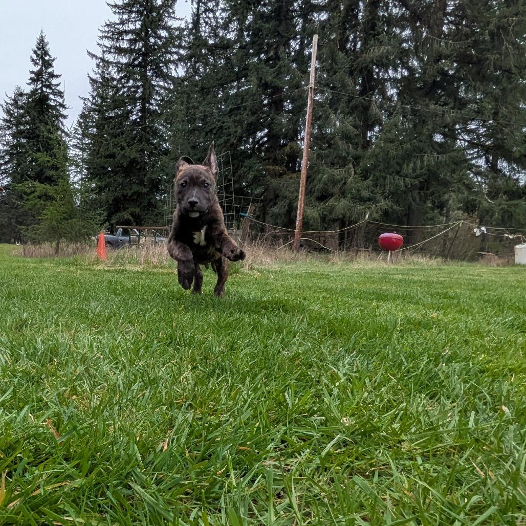 Nessie, Adoptable, Puppy Female Pit Bull Terrier.