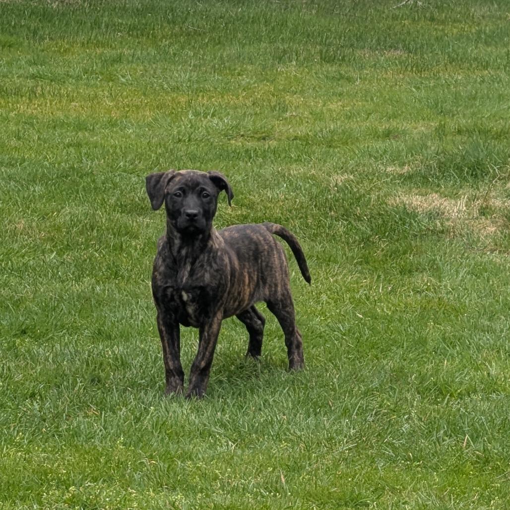 Enlarge Nessie, a Adoptable Pit Bull Terrier in Oakville, WA image 2/3