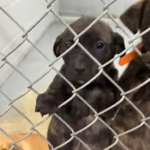 Nessie, Adoptable, Puppy Female Pit Bull Terrier & Labrador Retriever.